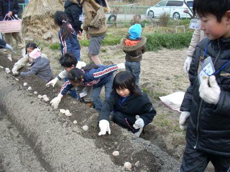 ジャガイモの植え付け作業