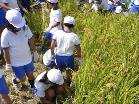 潮小学校稲刈り3
