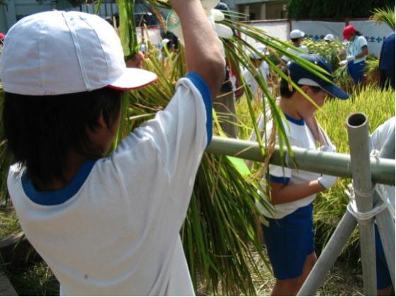 潮小学校稲刈り5