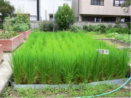 潮小学校稲の観察2