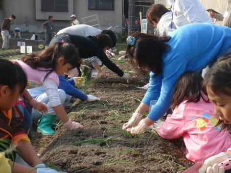 タマネギの植え付け作業