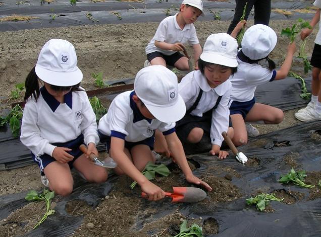 西栗栖小学校さつまいもの苗植え1