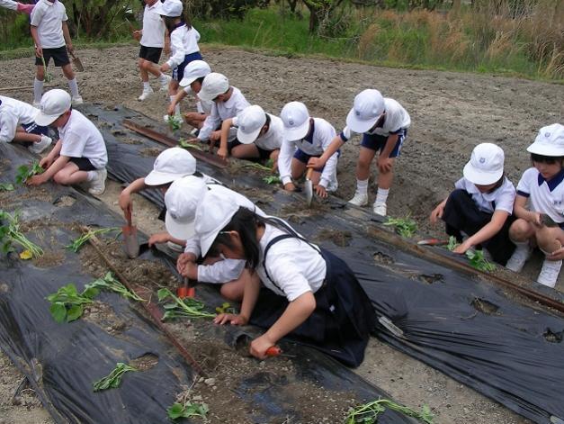 西栗栖小学校さつまいもの苗植え2