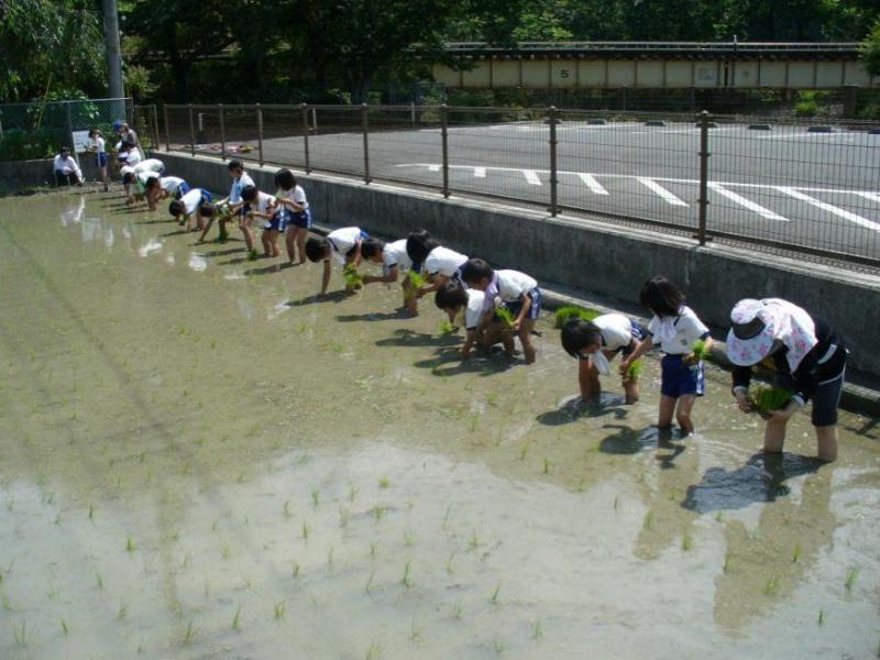 西栗栖小学校田植え2