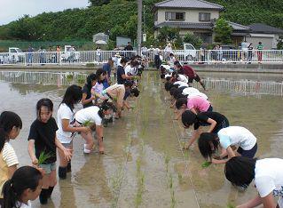 もち米の田植え1
