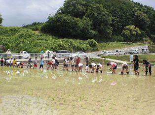 もち米の田植え2