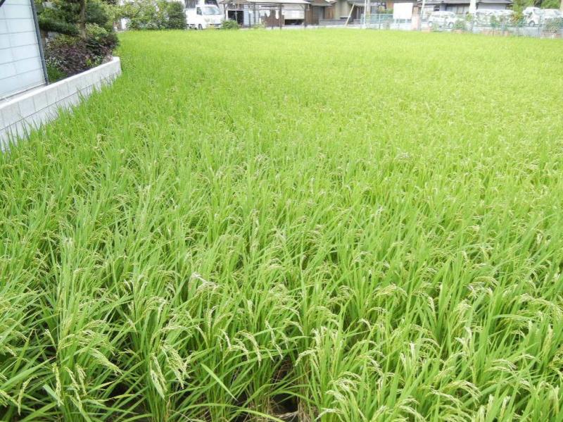 西栗栖小学校稲穂2