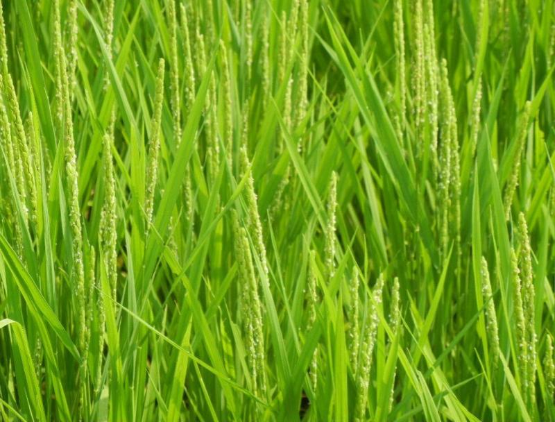 西栗栖小学校稲の花1