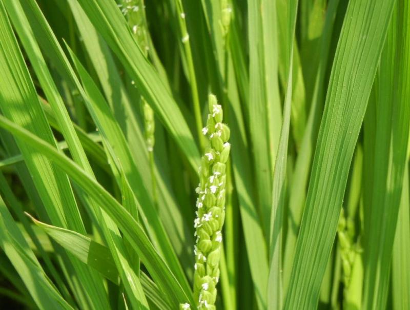 西栗栖小学校稲の花2