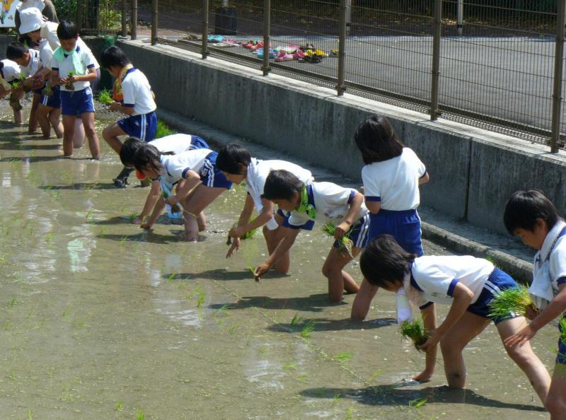 西栗栖小学校田植え3