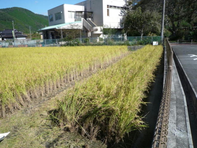 稲刈り前の田