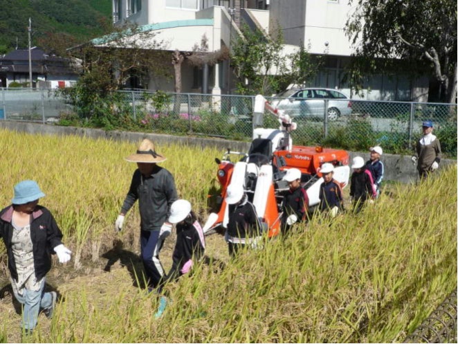 稲刈り開始
