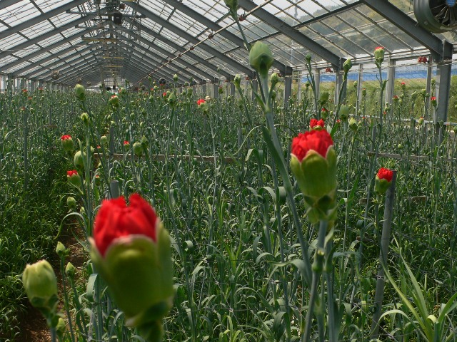awaji_carnation_red