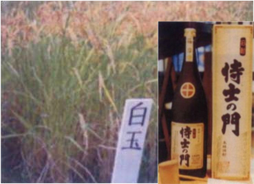 白玉米の栽培と白玉米を麹に使った焼酎
