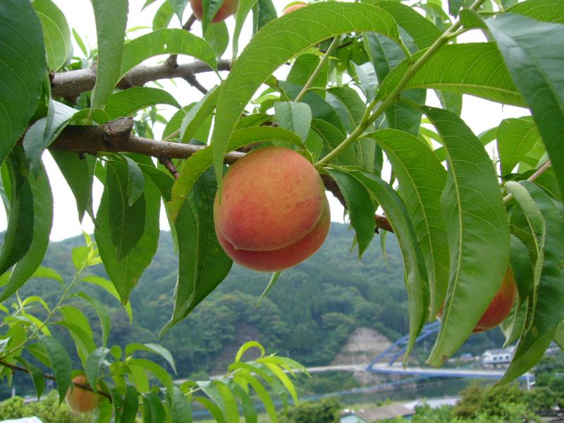延岡市北方町　ちよひめ桃