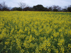 長崎鼻の菜の花