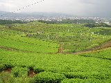 八女市の茶園