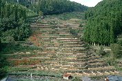 星野村、広内・上原地区の棚田