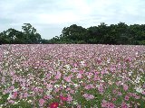 佐世保市展海峰