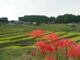 波佐見町棚田