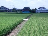 山鹿市鹿本町