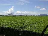 霧島市「鹿児島空港と茶畑」
