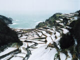 玄海町浜野浦の棚田