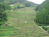 星野村・田植え後の棚田