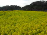 福津市・西郷川花園の菜の花