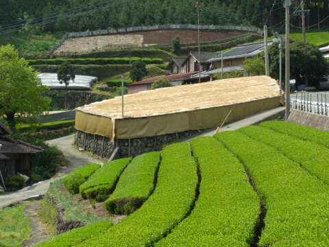 八女市「八女茶発祥の地で本玉露の棚栽培」