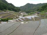 川棚町・田植え後の棚田