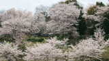 菊池市の桜