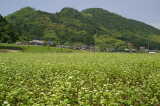 芦北町・棚田に咲くそばの花