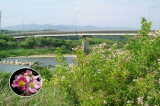 錦町_球磨川河川敷に咲くツクシイバラの花