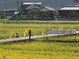 佐伯市弥生「菜の花まつり」