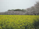 西都市・西都原の桜と菜の花