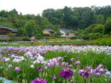 鹿児島市川上町の菖蒲