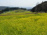 鹿児島市郡山町・棚田に咲く菜の花