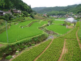 星野村・棚田