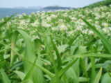 芦屋町のはまゆう