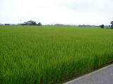 白石町・水田風景