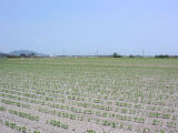 白石町・発芽した大豆