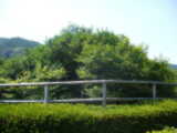 嬉野市の大茶樹