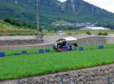 南島原市・にんじん収穫作業風景