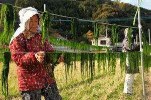 アオノリの天日干し