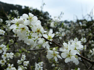 すももの花