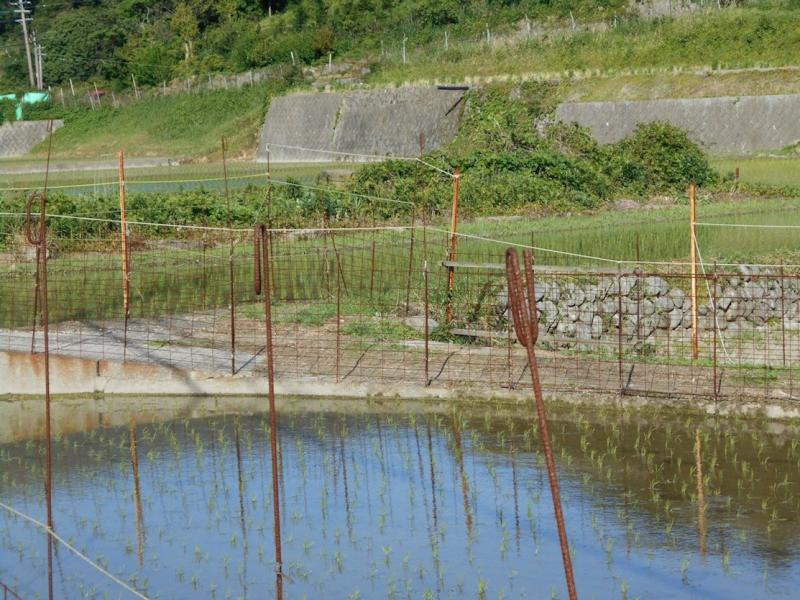 対馬島内では田植えが最盛期です。(厳原久根田舎地区)