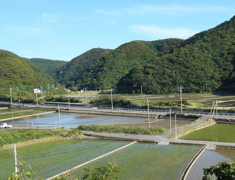 対馬島内では田植えが最盛期を迎えています。(厳原佐須瀬地区)