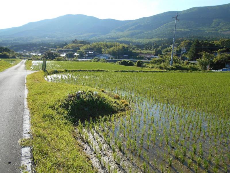 対馬島内では田植えが最盛期です。(厳原内山地区)