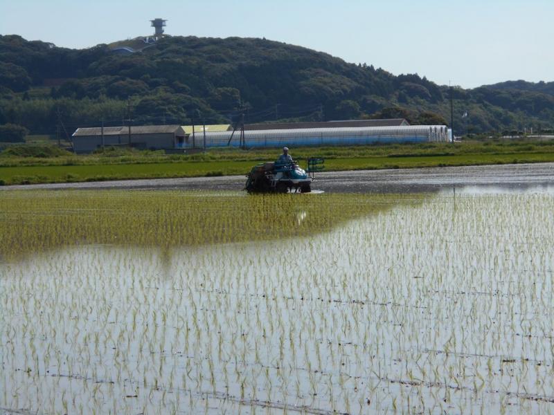田植え風景です。